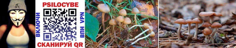 Псилоцибиновые грибы Psilocybe Волоколамск
